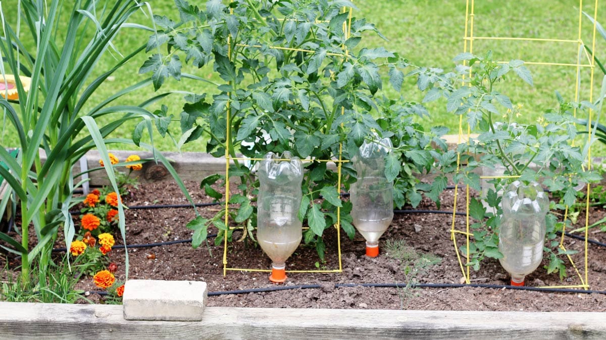 Soluții DIY pentru Economisirea Apei și Creșterii Plantelor